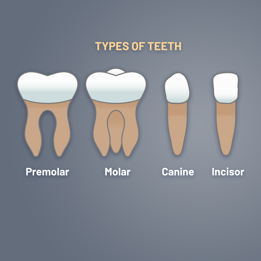 teeth-types